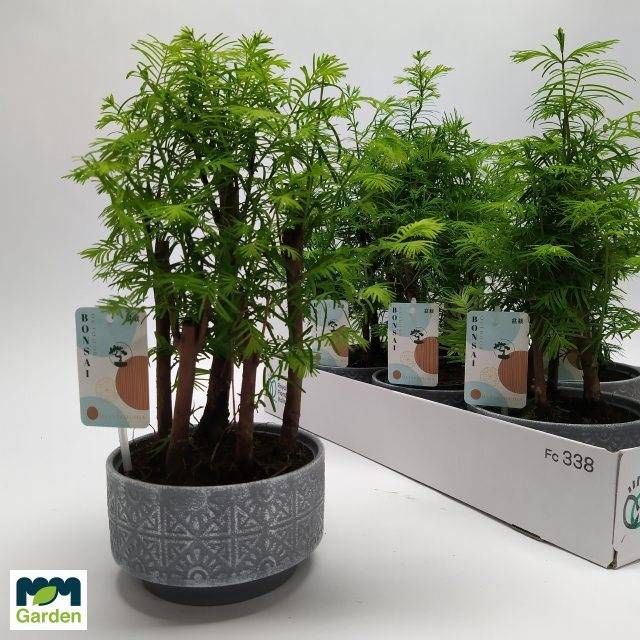 Bonsai