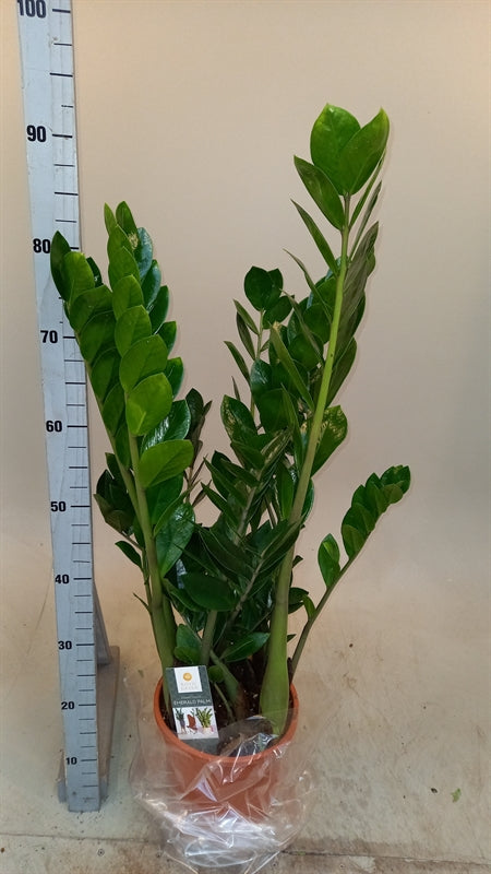 Zamioculcas zamiifolia