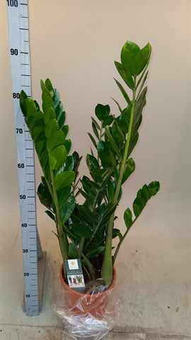 Zamioculcas zamiifolia