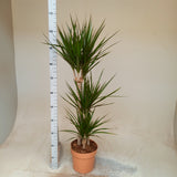Dracaena Marginata