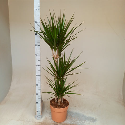 Dracaena Marginata