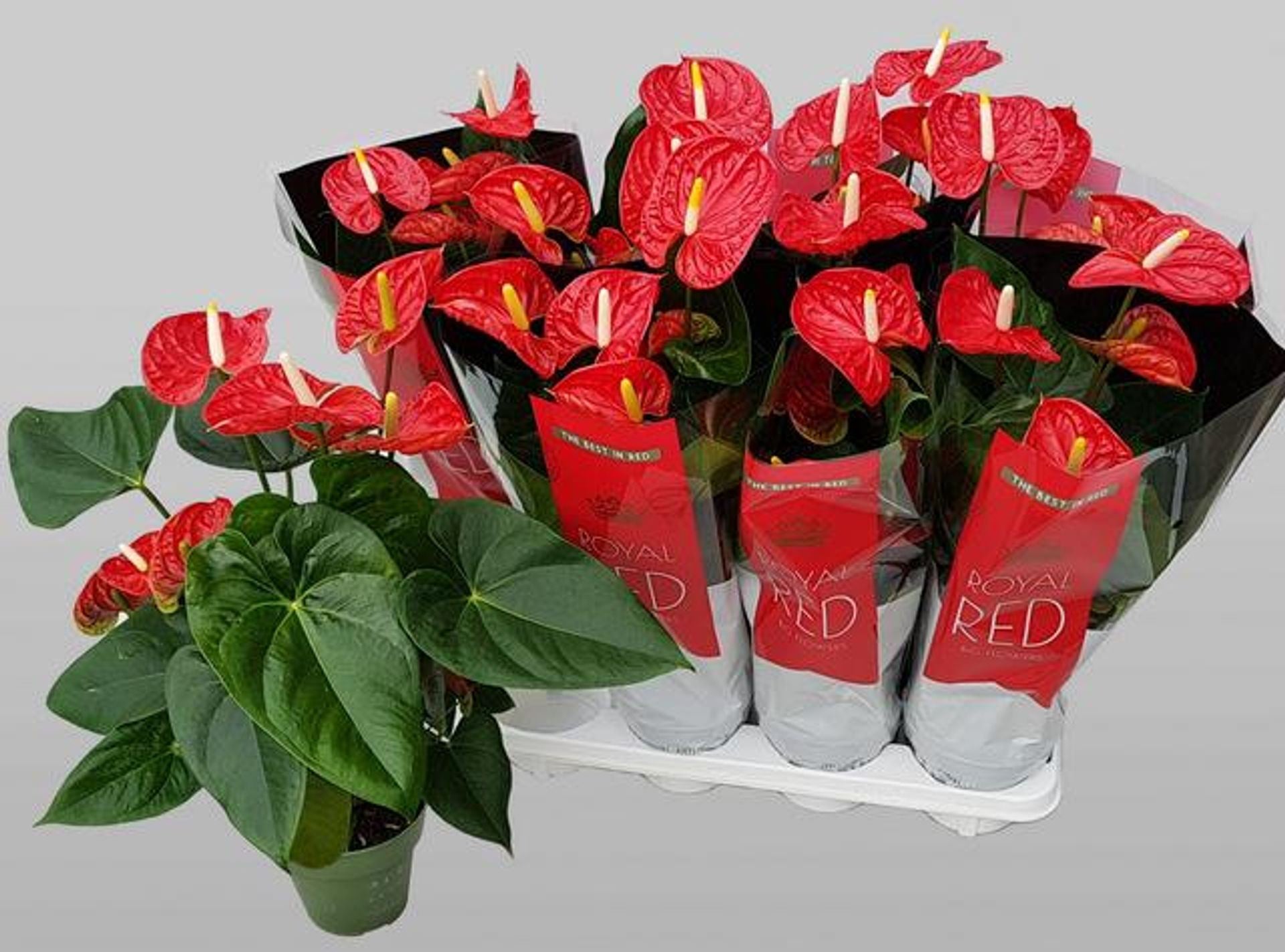 anthurium madural Anthurium Madural Height 50cm – Xerri's Garden Centre