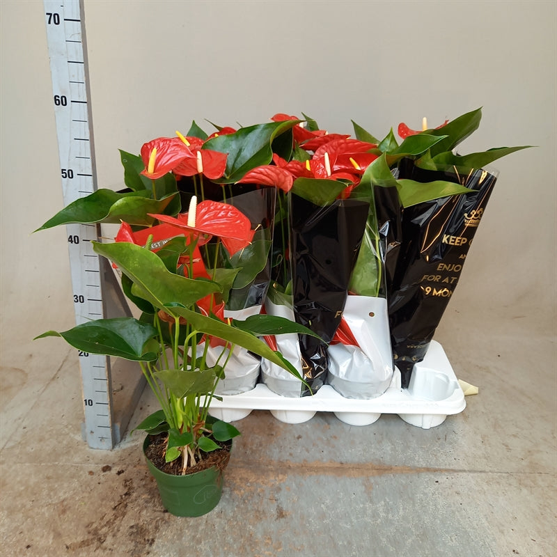 anthurium michigan Anthurium Michigan Height 50cm – Xerri's Garden Centre