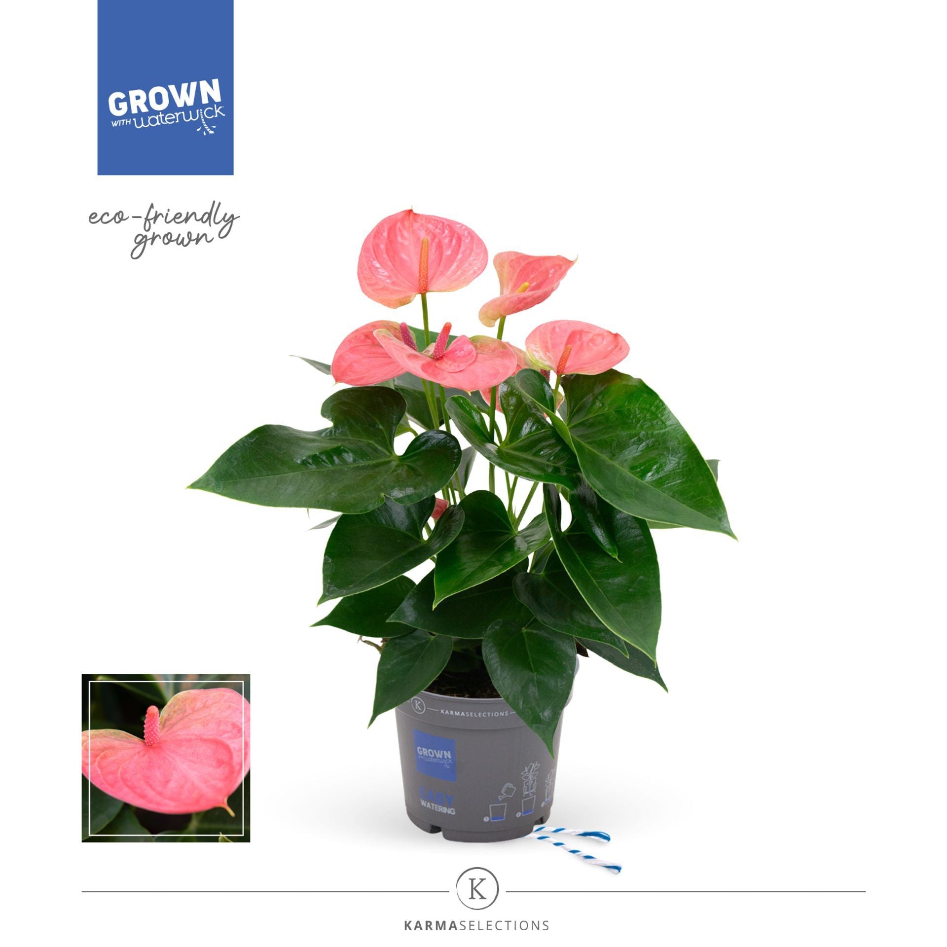 Anthurium Sweet Dreams Height 45cm