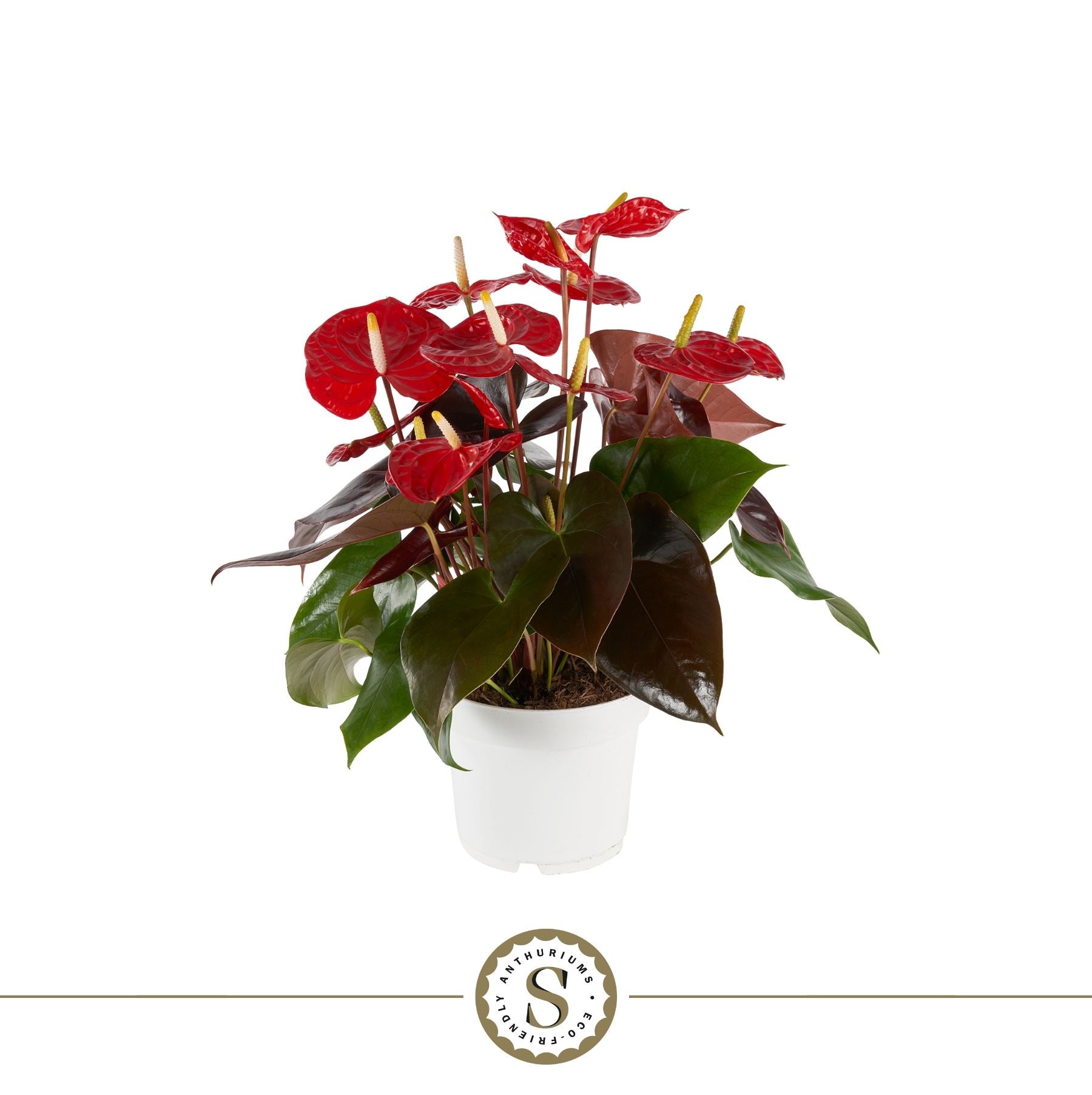 Anthurium