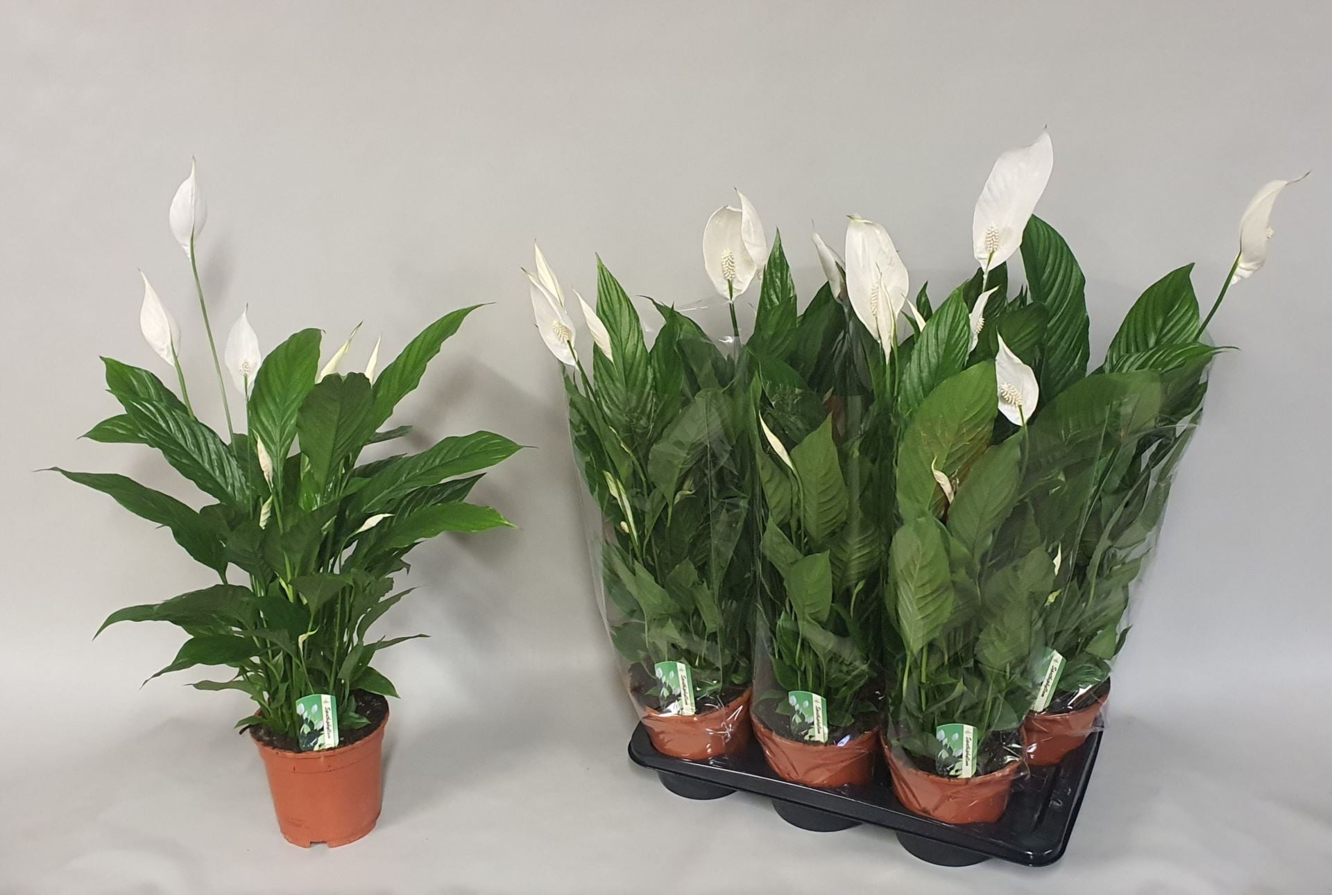 Spathiphyllum verdi