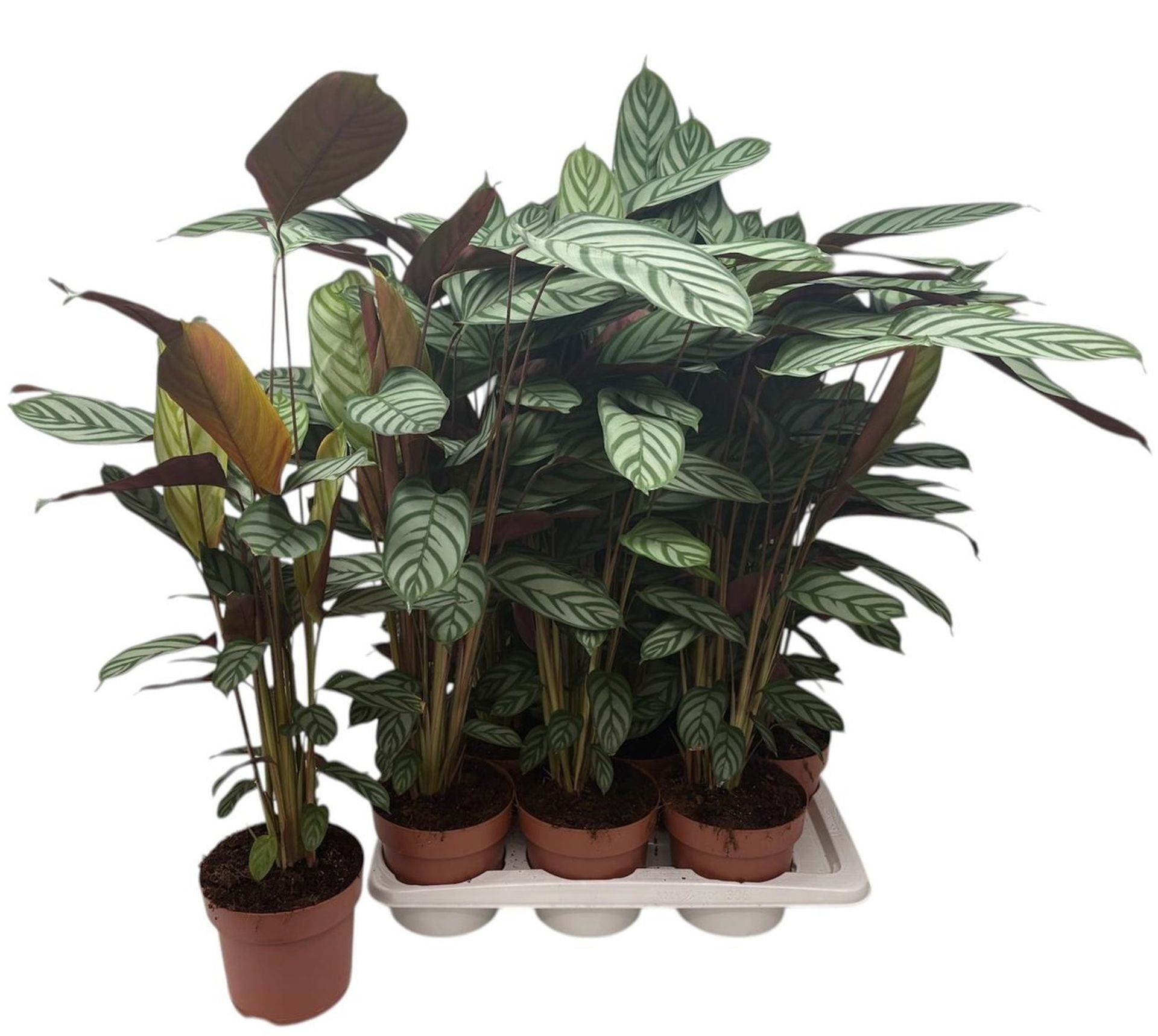 Ctenanthe setosa compactstar