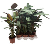 Ctenanthe setosa compactstar