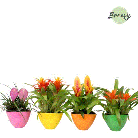 Bromelia arrangement 1