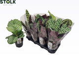 Calathea mixed 4 varieties