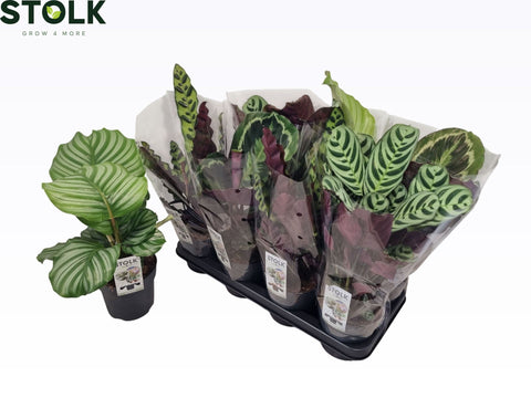 Calathea mixed 4 varieties