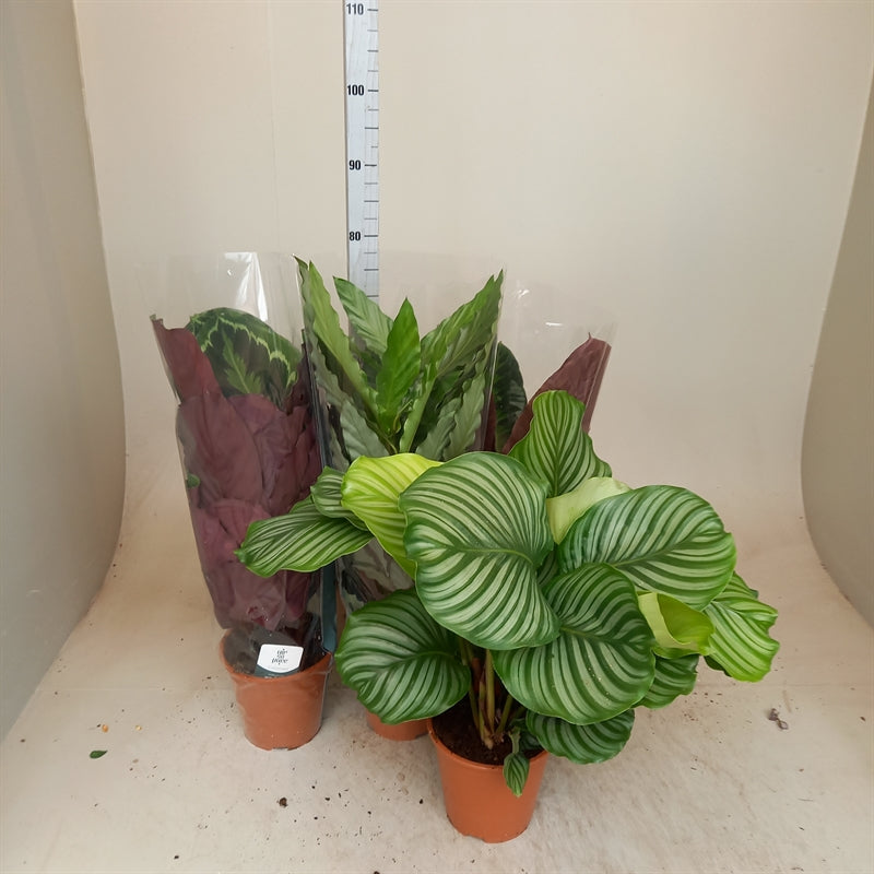Calathea mixed