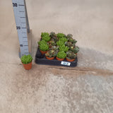 Adromiscus mixed- succulents
