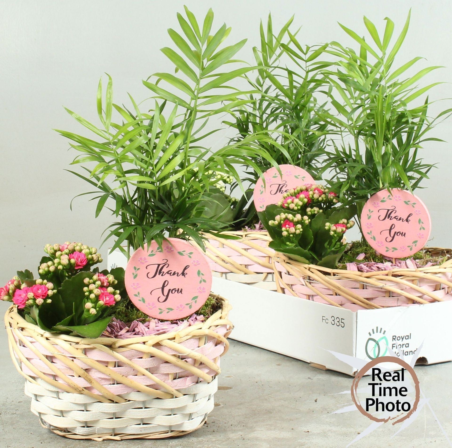 Indoorplant arrangement pink