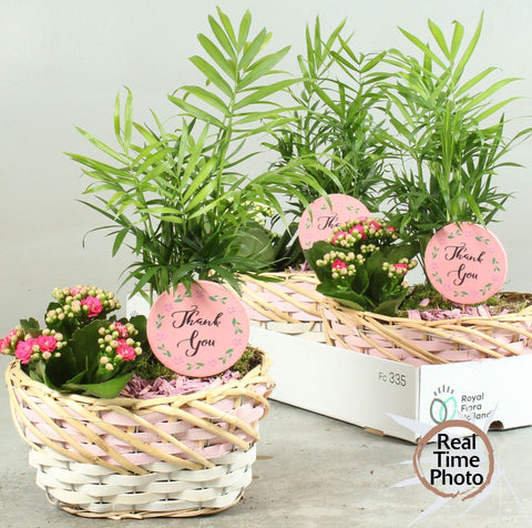 Indoorplant arrangement pink