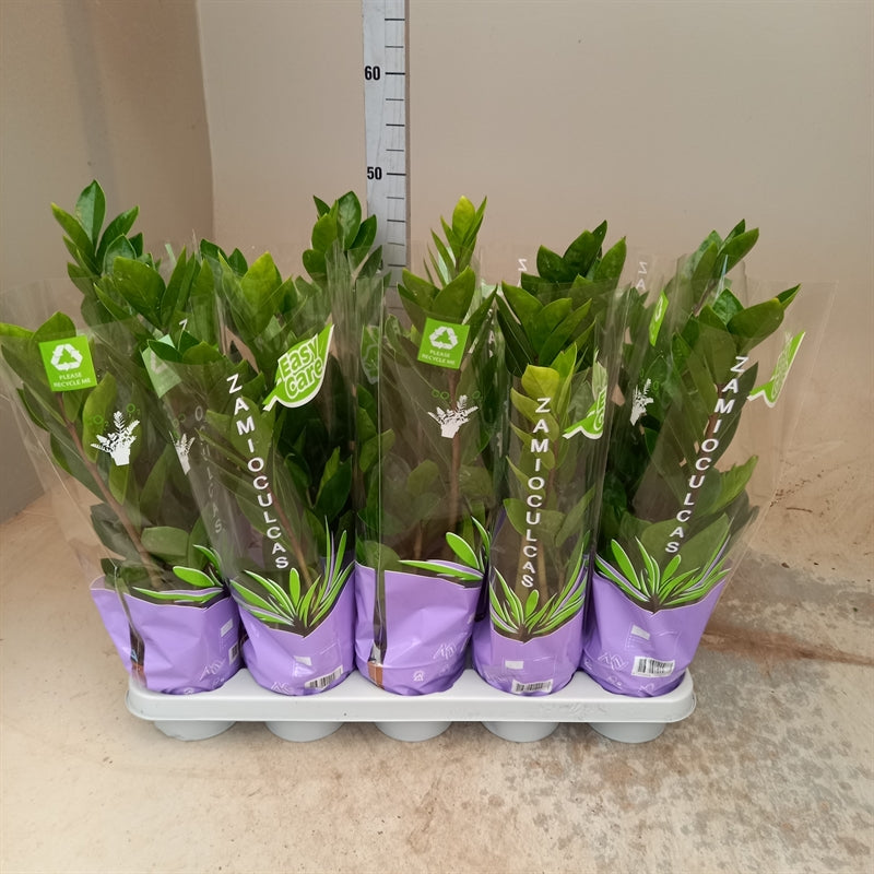 Zamioculcas Zamifolia pt.12