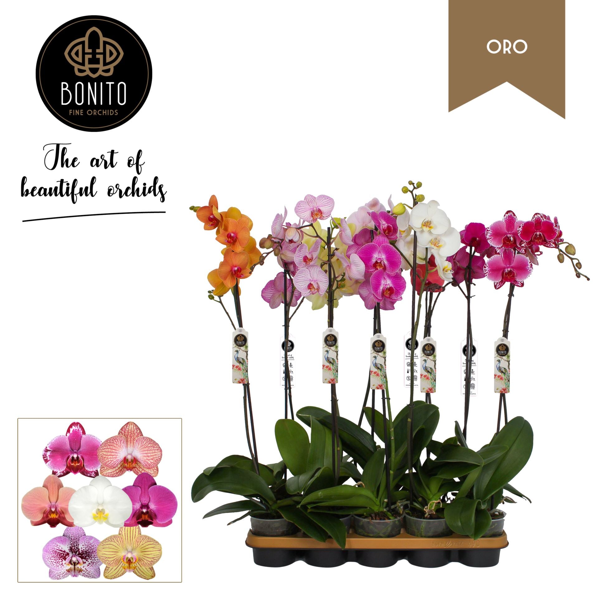 Phalaenopsis- orchid