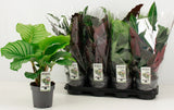 Calathea Mixed Height 45cm