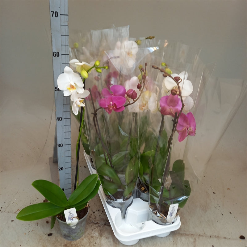 Phalaenopsis mixed