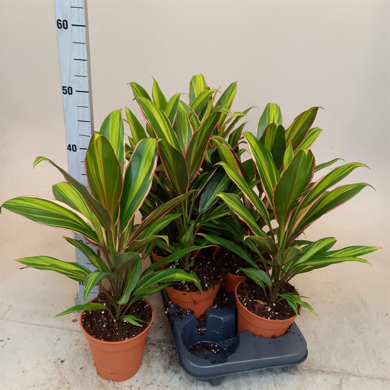 Cordyline