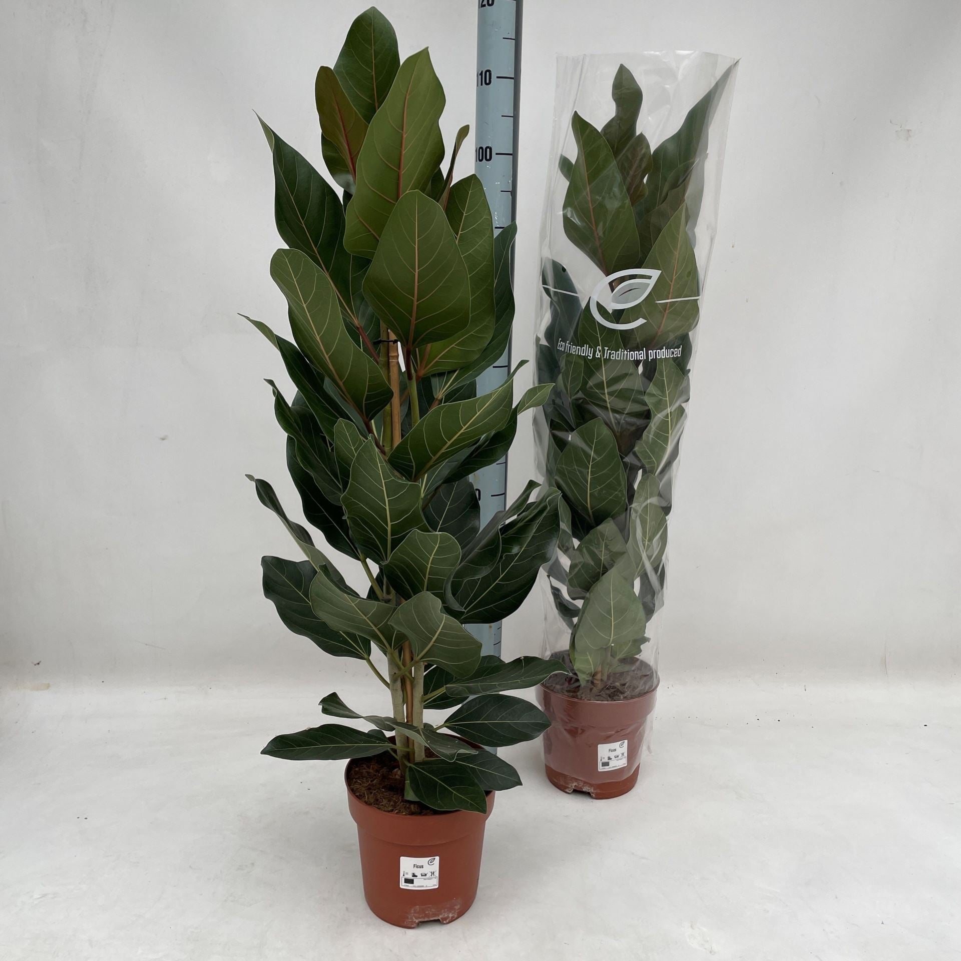 Ficus benghalensis joy