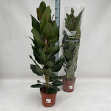 Ficus benghalensis joy