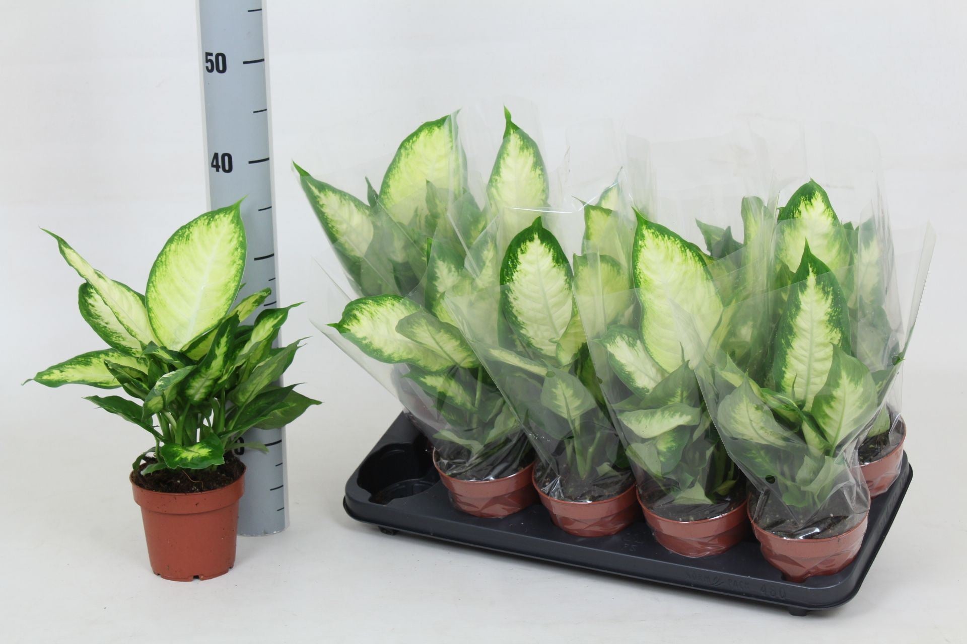Dieffenbachia camilla
