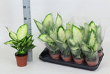 Dieffenbachia camilla