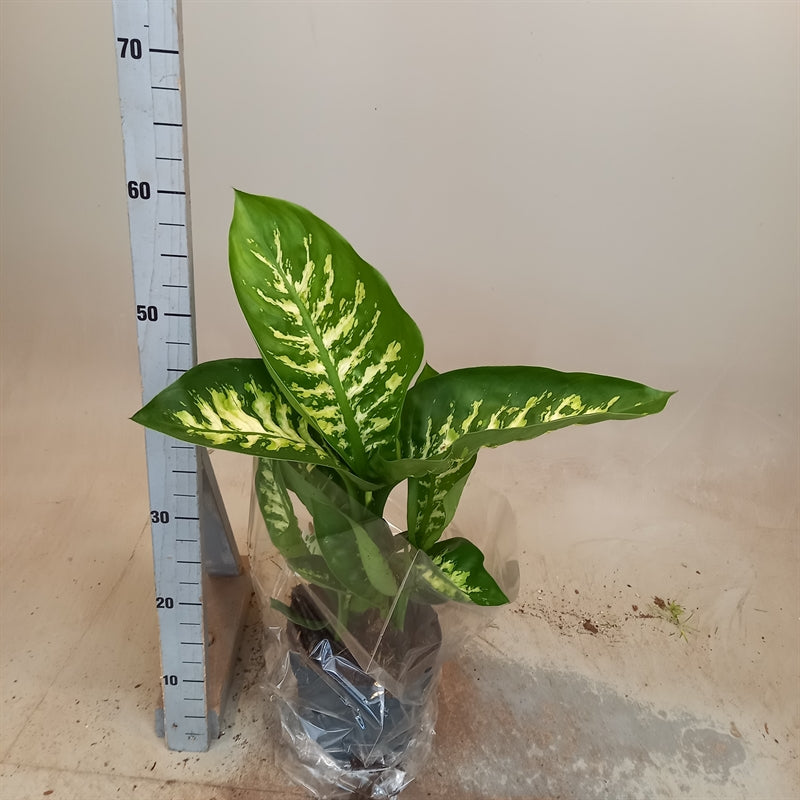 Dieffenbachia