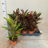 Cordyline mixed Height 45cm