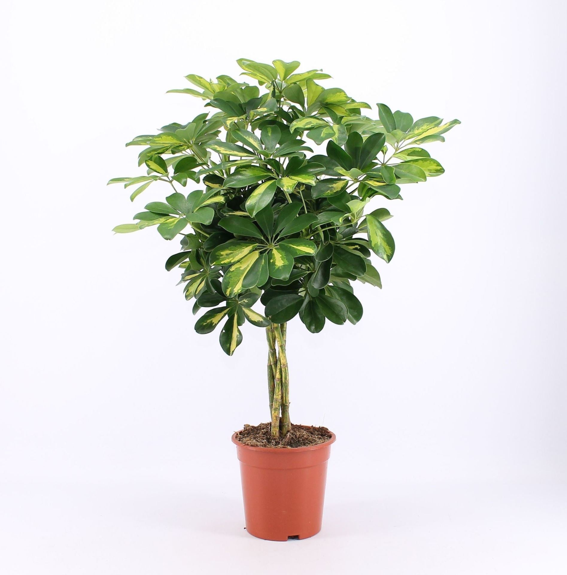Schefflera gold capella