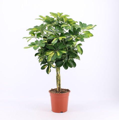 Schefflera gold capella