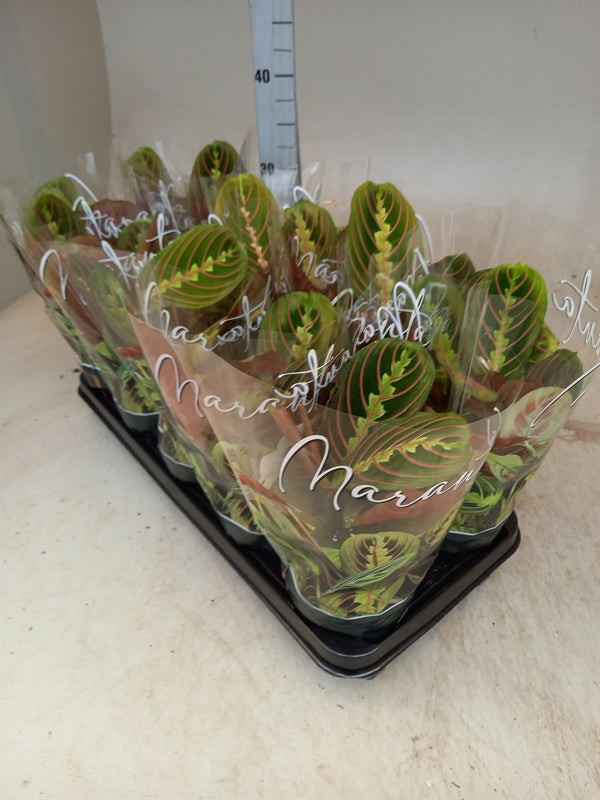 Maranta