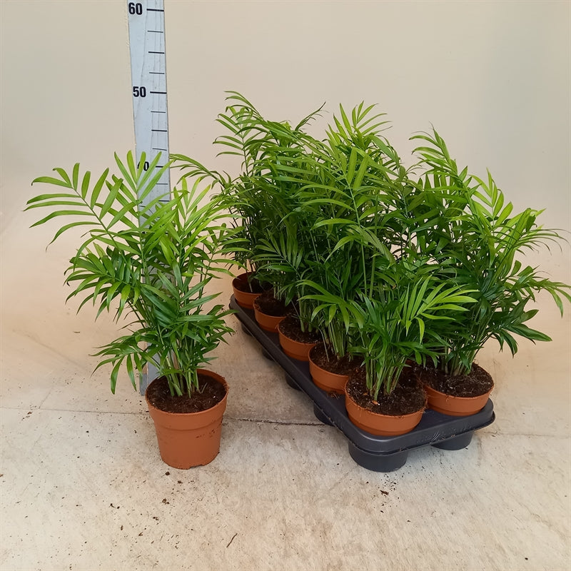 Chamaedorea pot 12cm