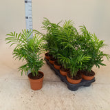 Chamaedorea pot 12cm