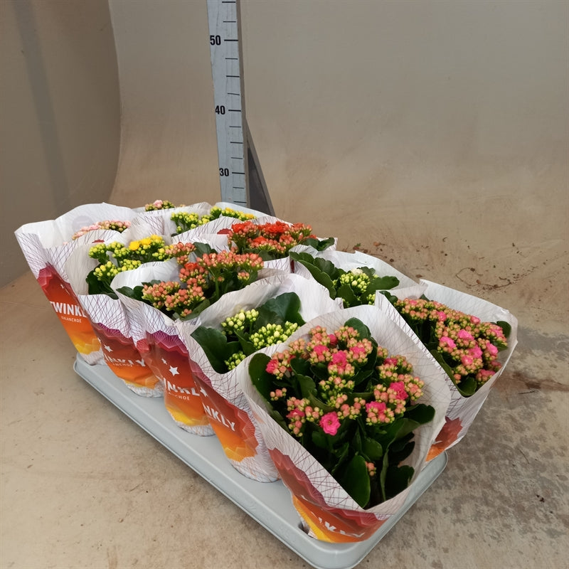 Kalanchoe fl. gev perfecta