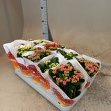 Kalanchoe fl. gev perfecta
