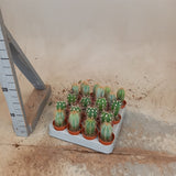 Cactus mixed