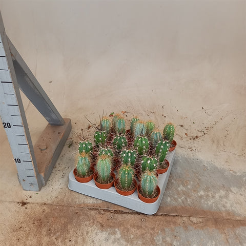 Cactus mixed