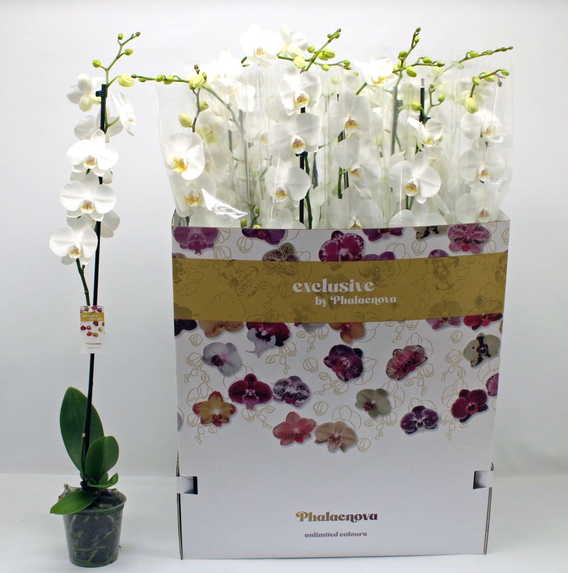 Phalaenopsis white