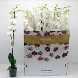 Phalaenopsis white