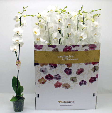Phalaenopsis white