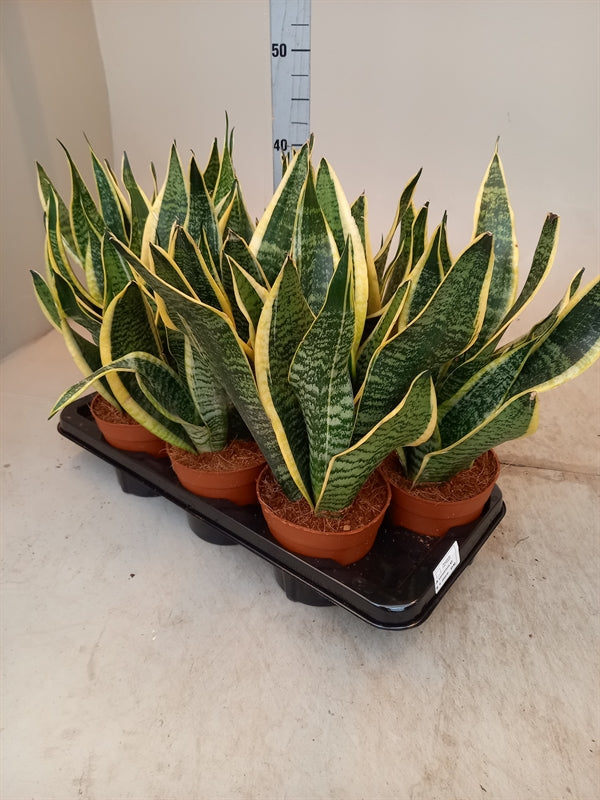 Sansevieria