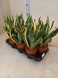 Sansevieria