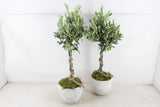 Arrangements outdoor plants