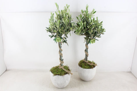 Arrangements outdoor plants