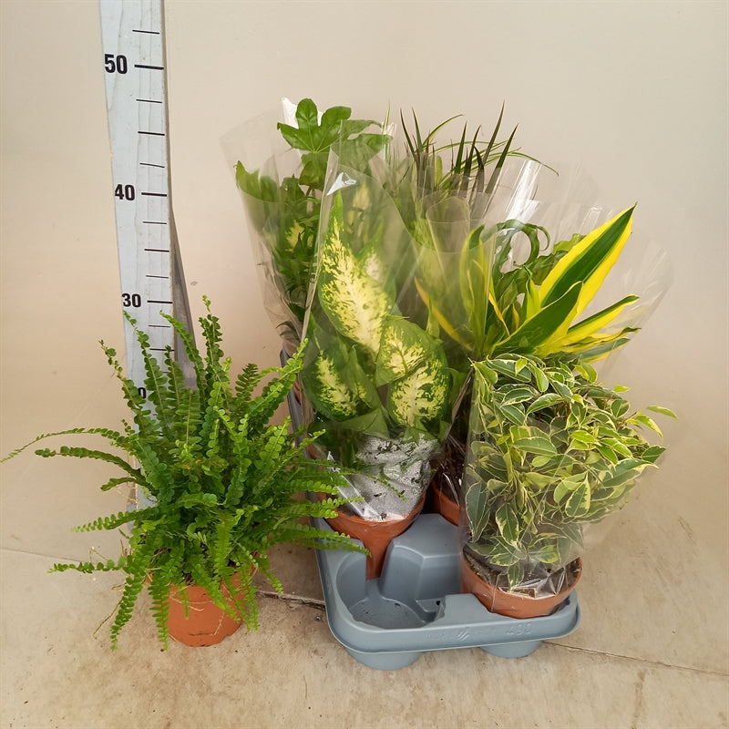 indoor plants mixed