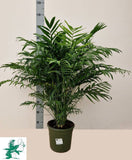 Chamaedora Elegans