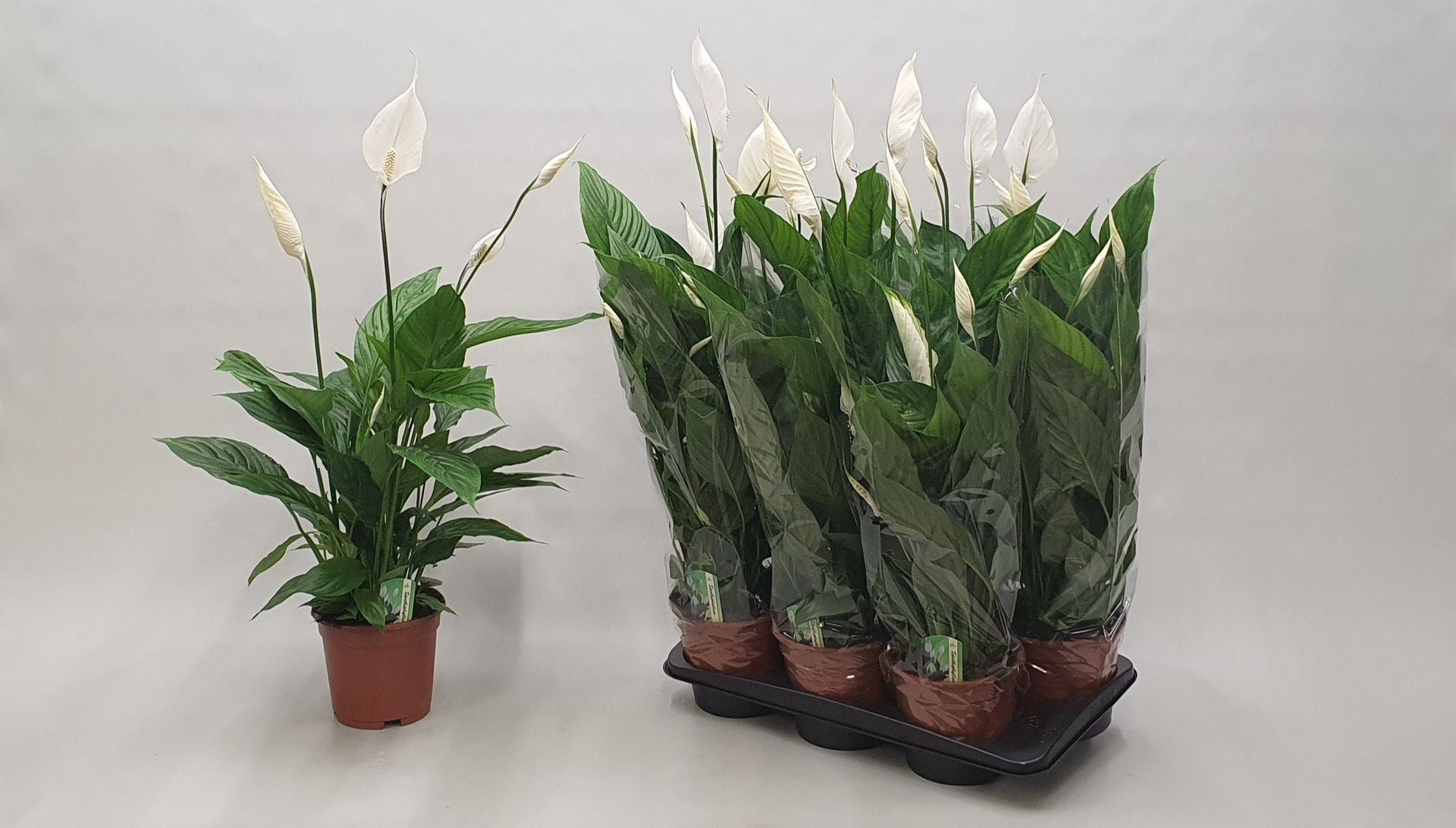 Spathiphyllum verdi