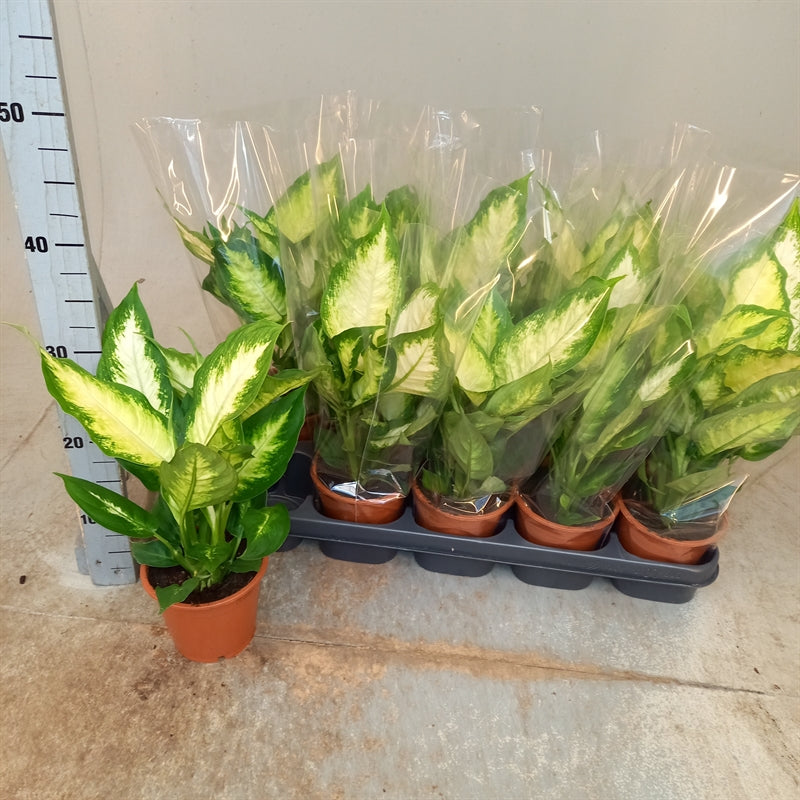 dieffenbachia height Dieffenbachia Camilla